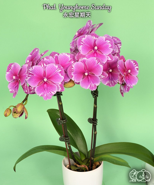 美琪園藝Miki Orchid - 品種詳細頁